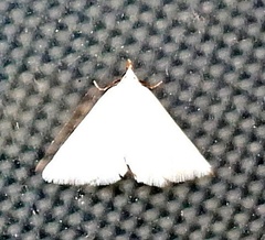 Leptosteges vestaliella