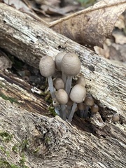 Mycena