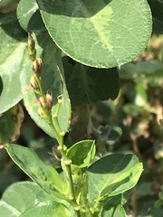 Alysicarpus ovalifolius