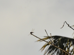 Urothemis signata