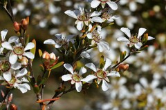 Leptospermum