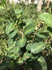 Alysicarpus ovalifolius