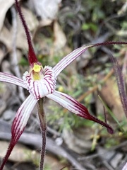 Caladenia polychroma
