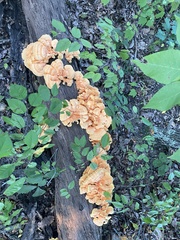 Laetiporus sulphureus