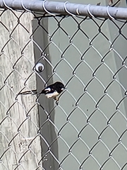 Petroica macrocephala macrocephala