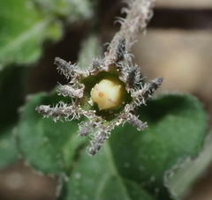 Lycianthes peduncularis
