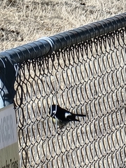 Petroica macrocephala macrocephala