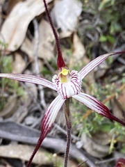 Caladenia polychroma