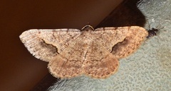 Frederickia s-signata