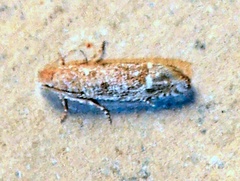 Eucosma