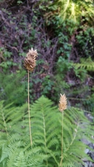 Phalaris californica