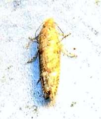 Eucosma