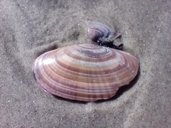 Gari convexa