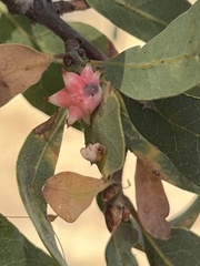 Cynips douglasii