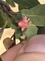 Cynips douglasii