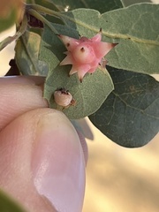 Cynips douglasii