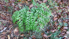 Adiantum formosum