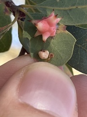 Cynips douglasii