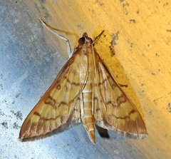 Mimorista