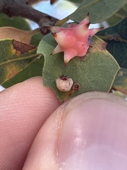 Cynips douglasii