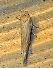 Scythrididae