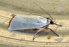 Urola nivalis