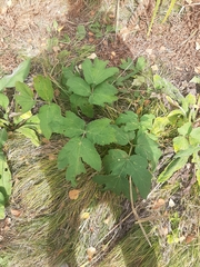 Heracleum dissectum