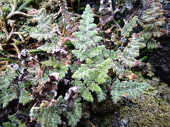 Myriopteris gracilis