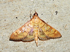 Mimorista