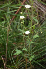 Trachymene composita