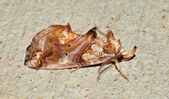 Plusiodonta compressipalpis