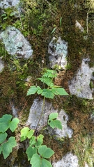 Eriocapitella vitifolia