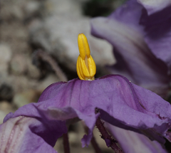 Lycianthes peduncularis