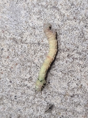 Biston betularia