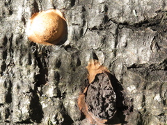 Reticularia