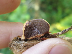 Reticularia