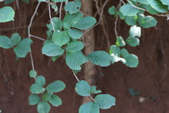 Primulaceae