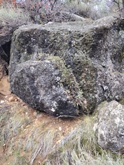 Myriopteris gracilis