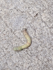 Biston betularia