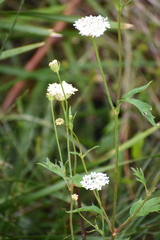 Trachymene composita