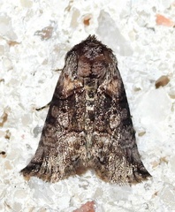 Abrostola microvalis
