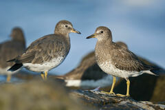 Calidris virgata