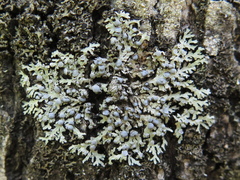 Physcia stellaris