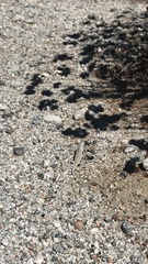 Callisaurus draconoides