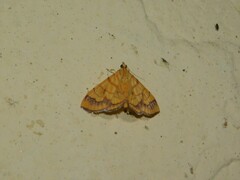 Cryptosara caritalis