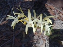 Dendrobium speciosum