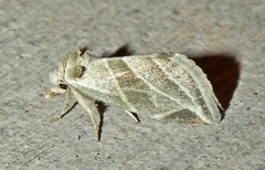Plagiomimicus tepperi