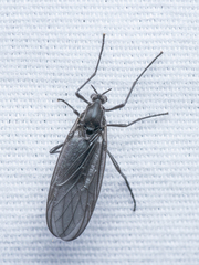 Penthetria heteroptera