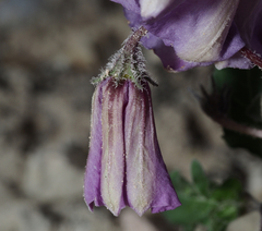 Lycianthes peduncularis