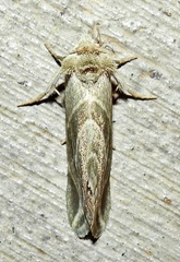 Plagiomimicus tepperi